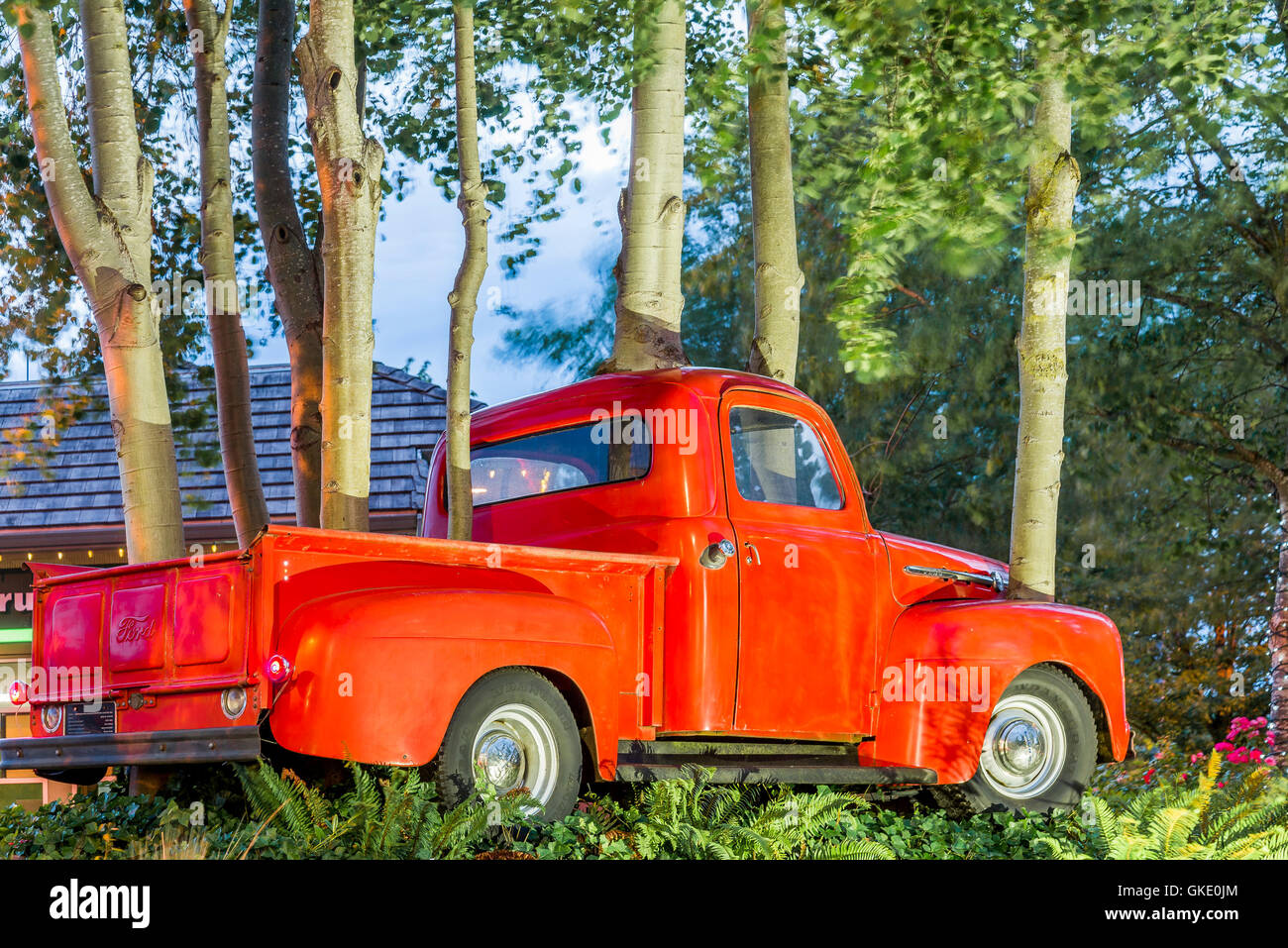 Kunstinstallation namens Ford Grove, 52 Ford Pick up Truck, Griff nach aspen Bäume. Stockfoto