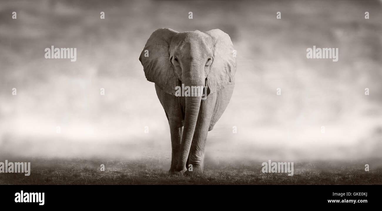 wilder Elefant Tiere Stockfoto