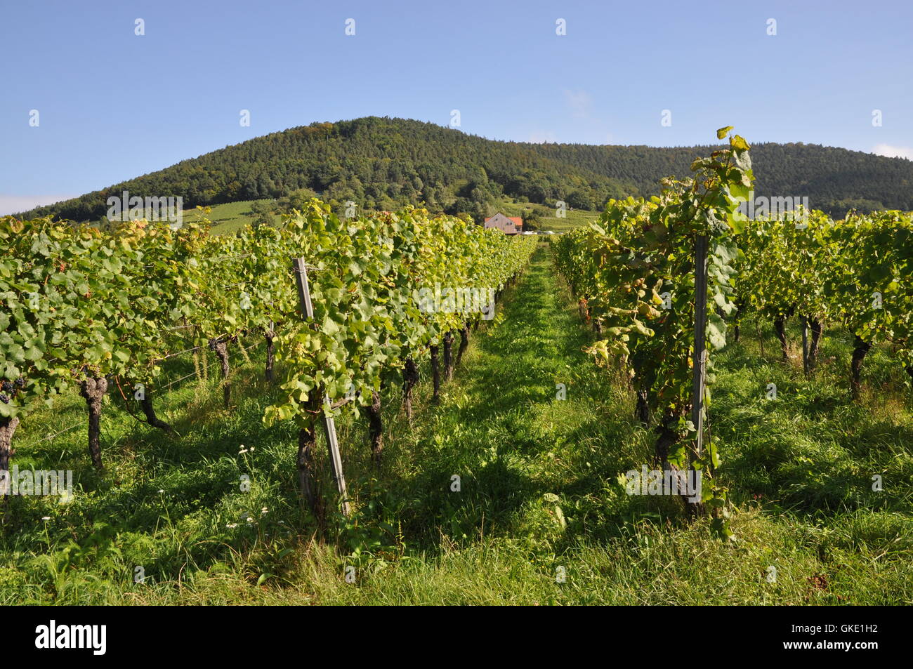 Anbau von Wein Weinberg Weinstock Stockfoto