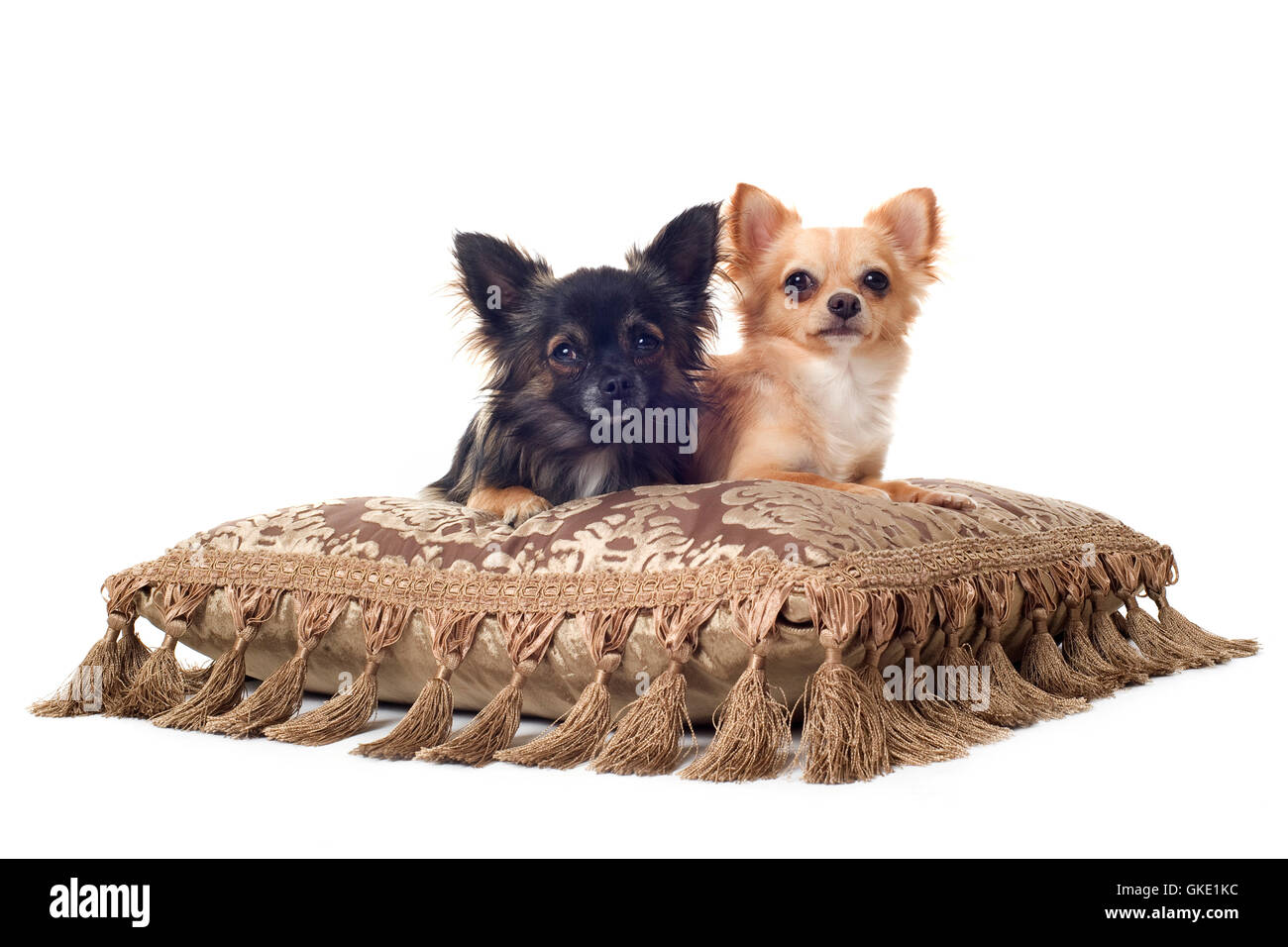 Tier Haustier Hund Stockfoto