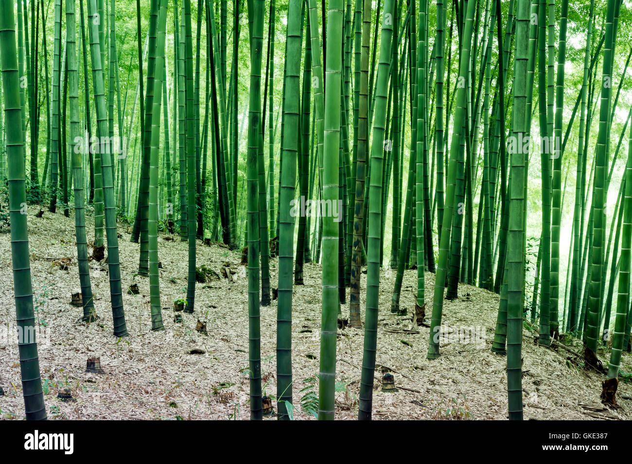 Landschaft der Bambuswald in Sichuan Bambus Meer - aufgenommen in Sichuan,  China Stockfotografie - Alamy
