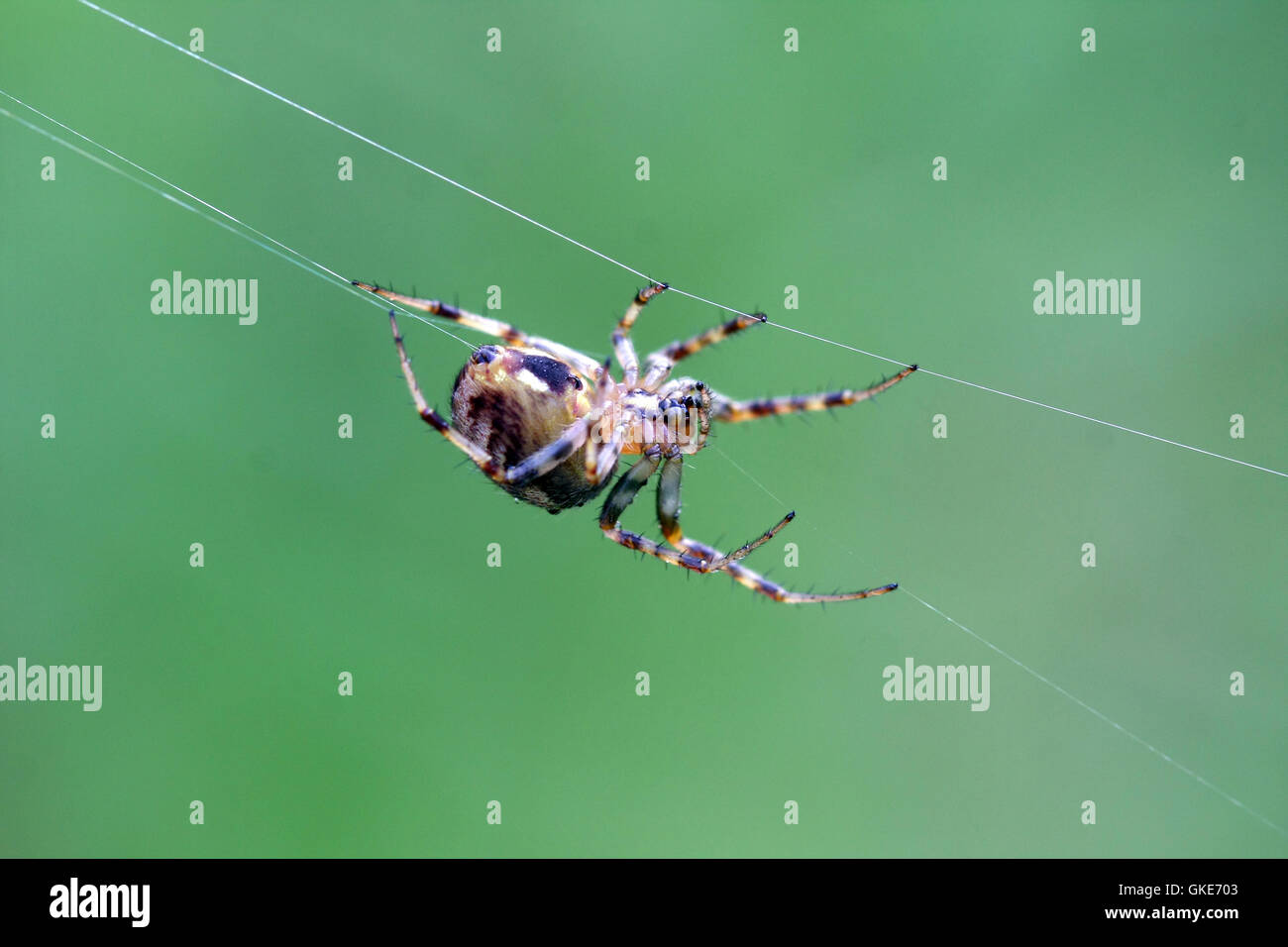 Orb Weaver Spider Stockfoto