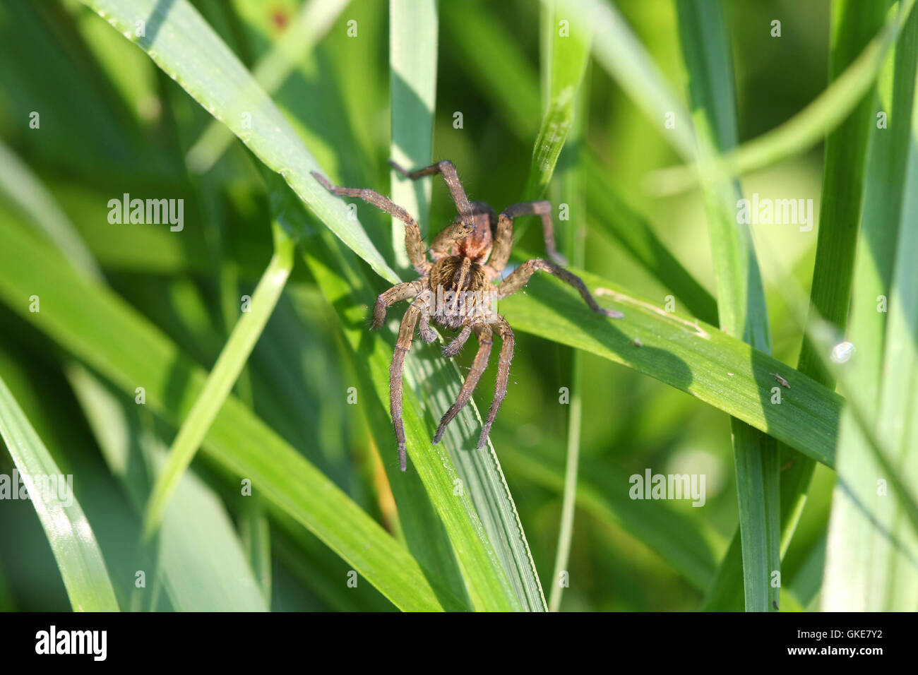 Wolf Spider Stockfoto