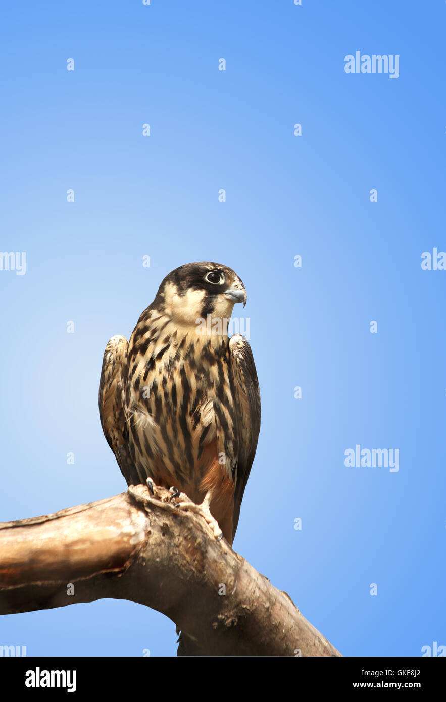 Turmfalke auf blau Stockfoto