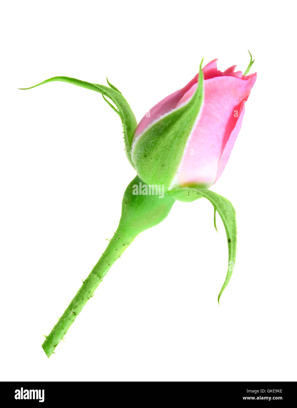 Rosa rose Knospe an einem grünen Stiel Stockfoto