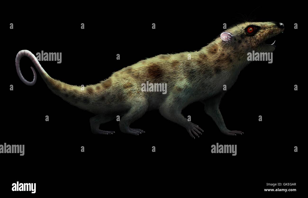 Ausschnitt-Kunstwerk von einem frühen Ratte-wie Säugetier, genannt Ptilodus. Ptilodus war eines der Tiere, die Dinosaurier fand, nachdem sie ausgestorben. Es war etwa 30 bis 50 cm lang Stockfoto