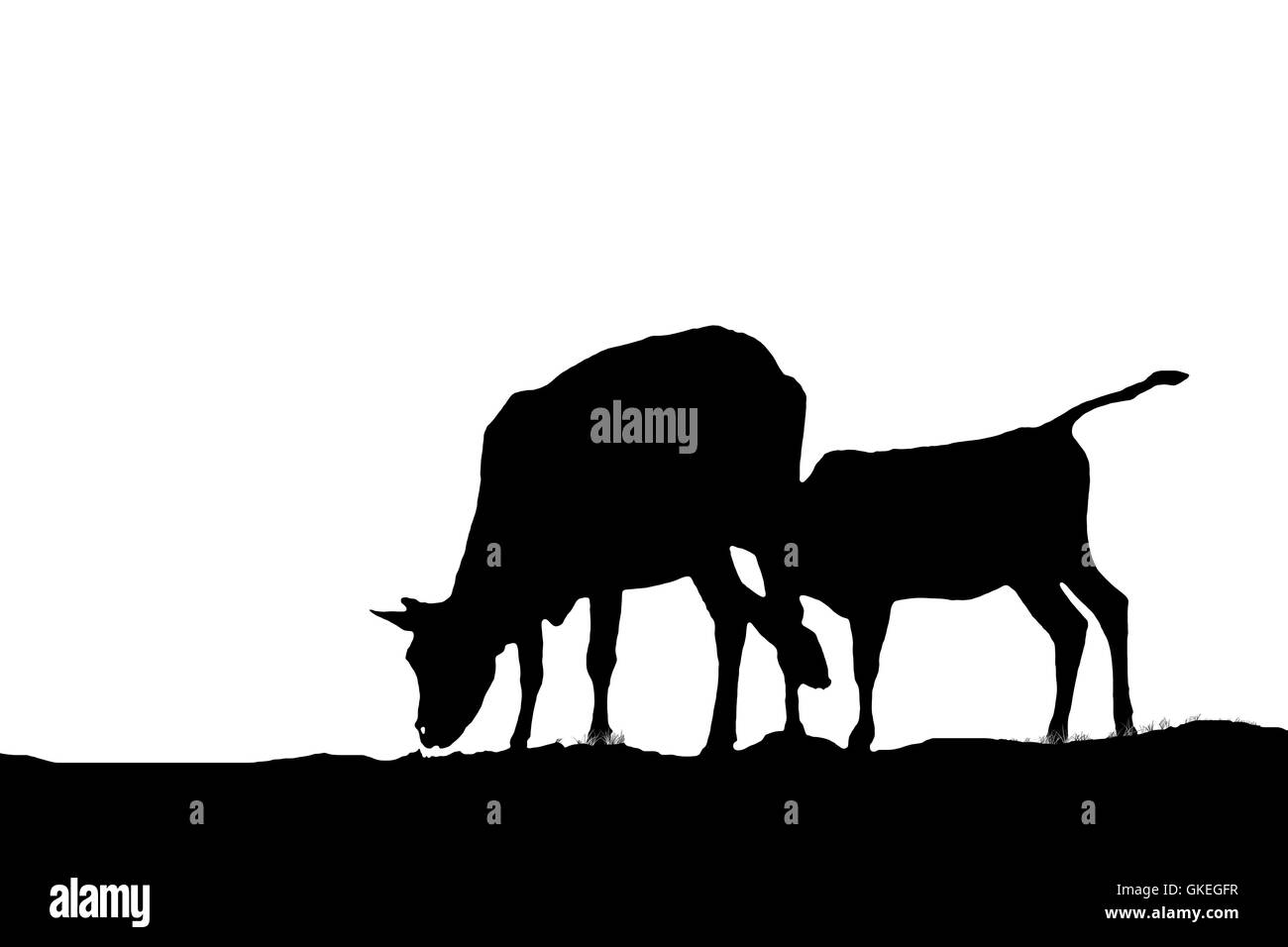 Kühe, Tiere, Säugetiere. Stockfoto