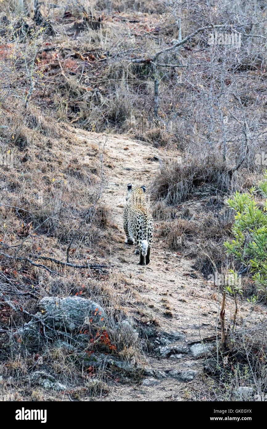 Weibliche afrikanischen Leoparden, Exeter Private Game Reserve, Südafrika Stockfoto