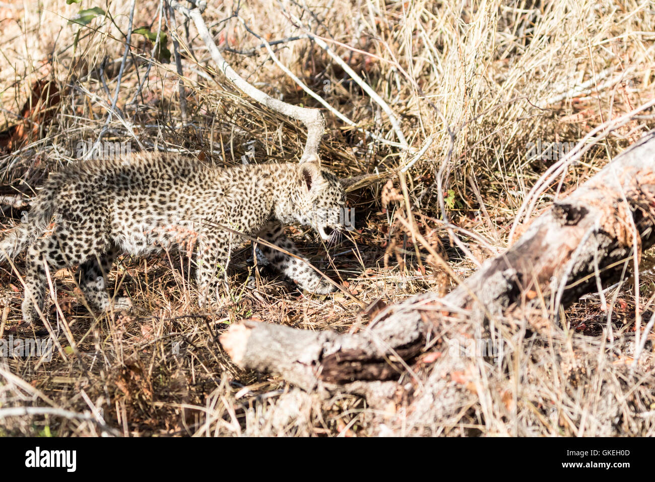 Afrikanischer Leopard Cub, Exeter Private Game Reserve, Südafrika Stockfoto