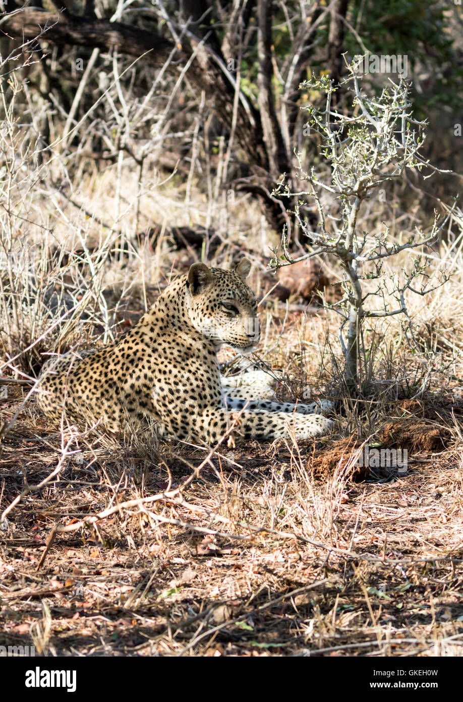 Weiblichen afrikanischen Leoparden ruht, Exeter Private Game Reserve, Südafrika Stockfoto