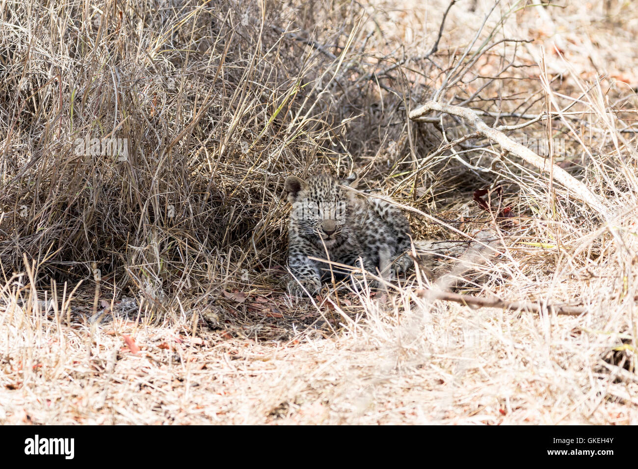 Afrikanischer Leopard Cub getarnt in Trockenrasen, Sabi Sands, Südafrika Stockfoto