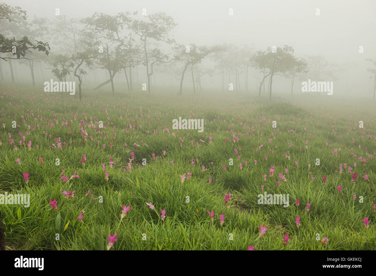 Bereich der wilden Siam Tulpen (Curcuma Alismatifolia) im Nebel, Sai Thong National Park, Chaiyaphum, Thailand Stockfoto