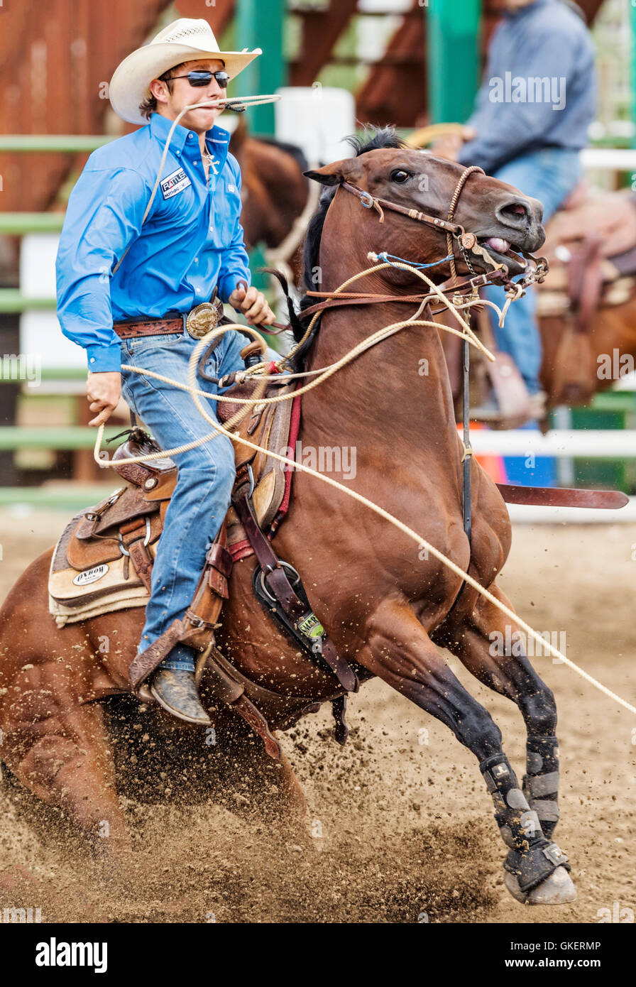 Rodeo Cowboy auf Pferd Wettbewerb in Kalb roping oder Tie-Down Abseilen Event, Chaffee County Fair & Rodeo, Salida, Colorado, USA Stockfoto