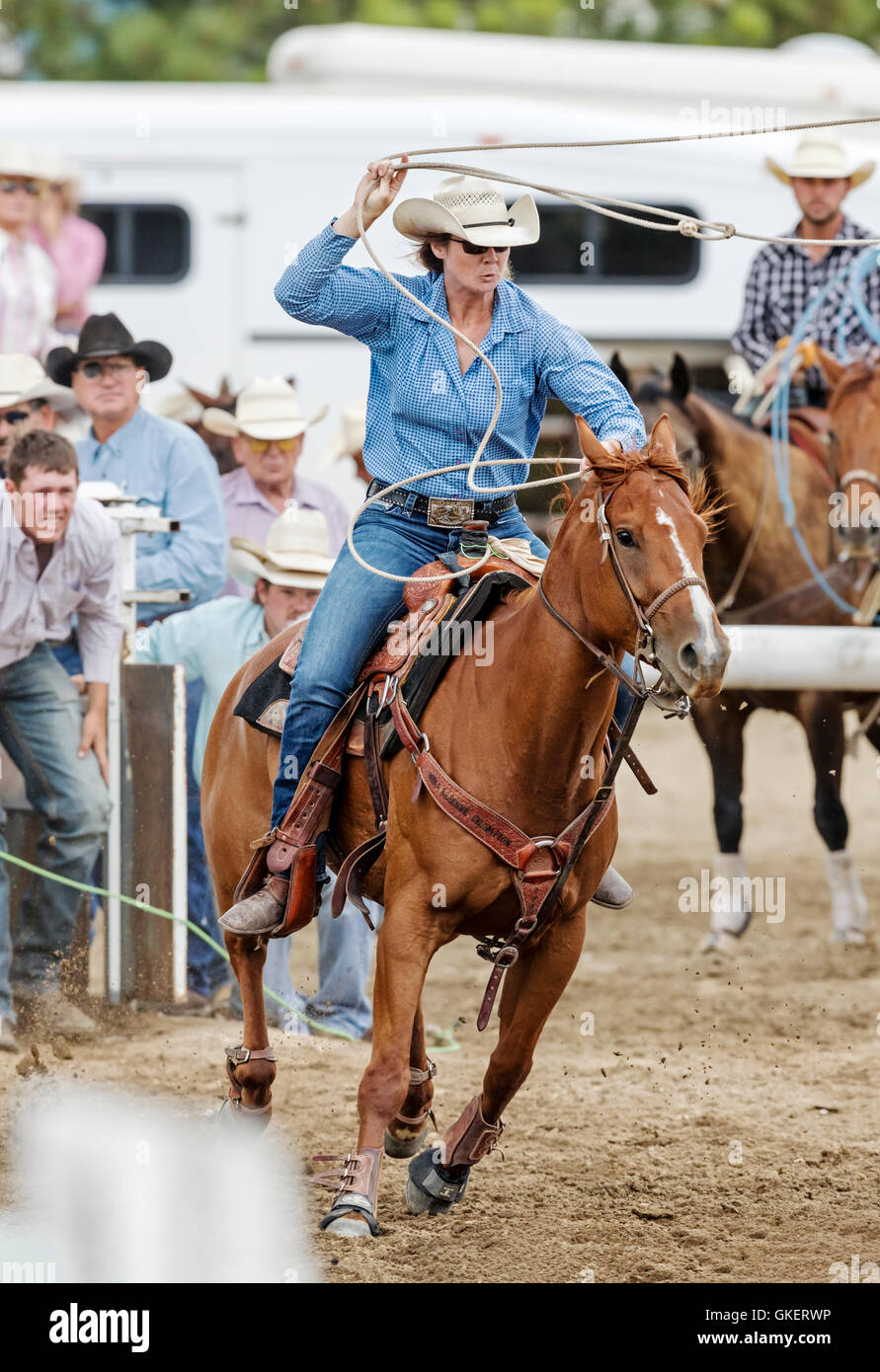 Rodeo Cowgirl auf Reiten im Wettbewerb mit Kalb roping oder Tie-Down Abseilen Event, Chaffee County Fair & Rodeo, Salida, Colorado USA Stockfoto