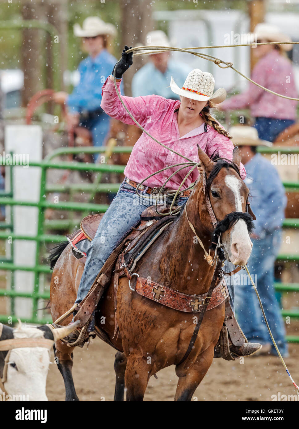 Rodeo Cowgirl auf Reiten im Wettbewerb mit Kalb roping oder Tie-Down Abseilen Event, Chaffee County Fair & Rodeo, Salida, Colorado USA Stockfoto