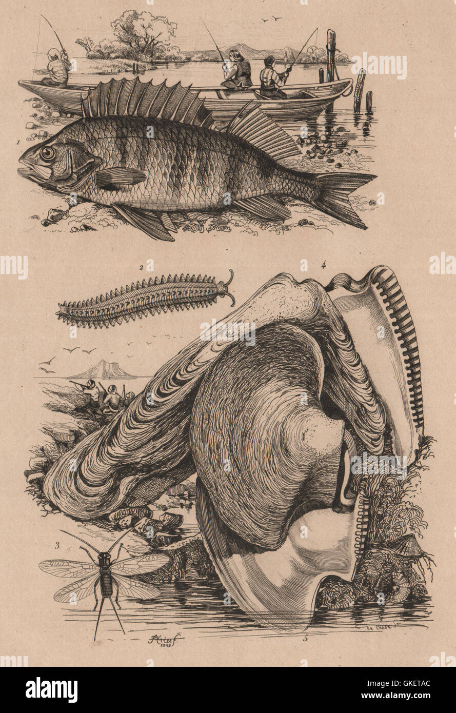 Perche (Barsch). Péripate (Stummelfüßer). Steinfliegenmuster. Perna (braune Muschel), 1834 Stockfoto