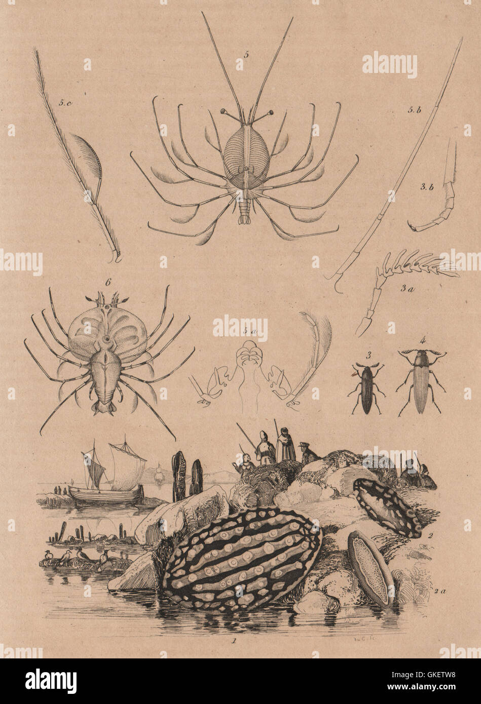 SEA LIFE: Phyllidia (Nacktschnecken). Phyllocères. Phyllosoma (Hummer Larve), 1834 Stockfoto