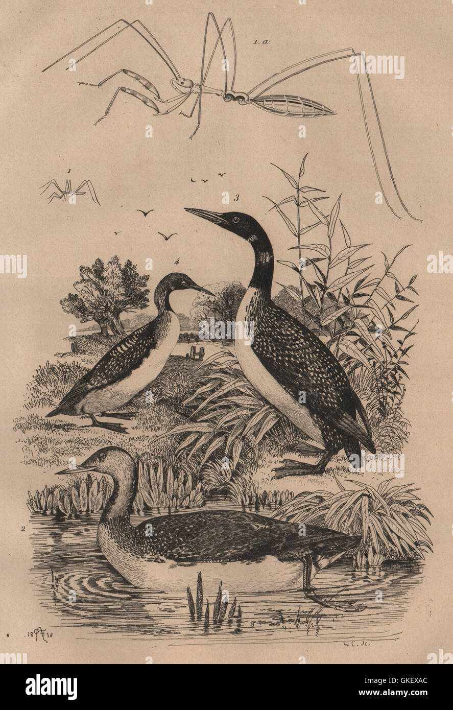 Thread-beinigen Fehler. Red-throated, großen nördlichen & Black-throated Seetaucher, 1834 Stockfoto
