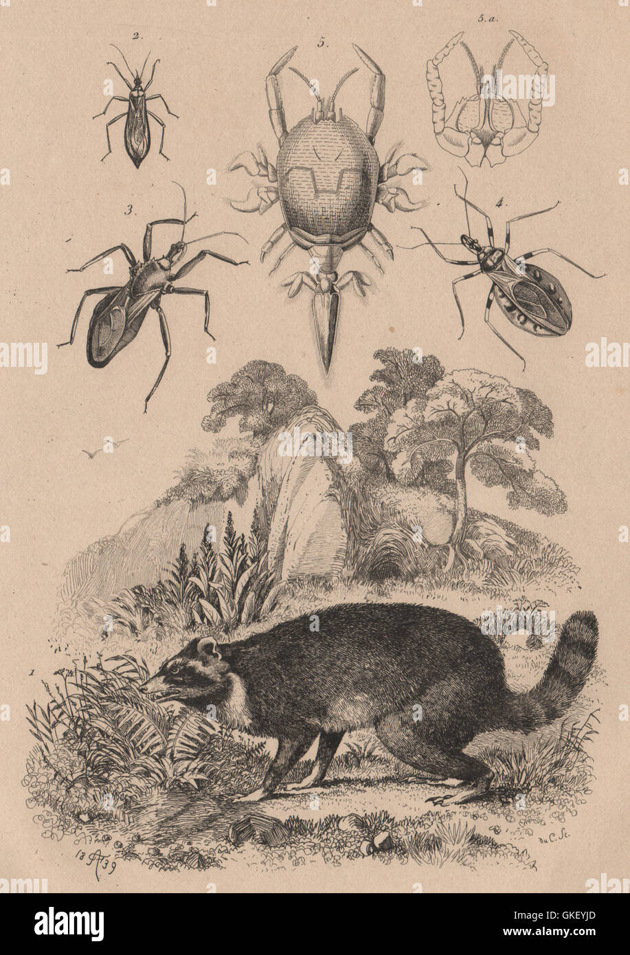 Waschbär. Reduviidae. Maskierter Jäger Assassin Bug. Assassin-Bug sah. Remipedia-1834 Stockfoto