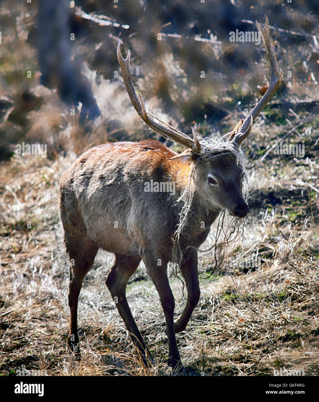 Das Männchen der gefleckte Rehe stehen im Wald. Sika Hirsche im Frühling Häuten mit Stücken des Seils auf die Hörner Stockfoto