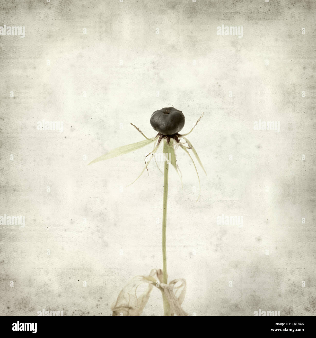 altes Papierhintergrund mit giftigen Beeren der wahre Liebhaber Knoten, Paris Quadrifolia texturiert Stockfoto