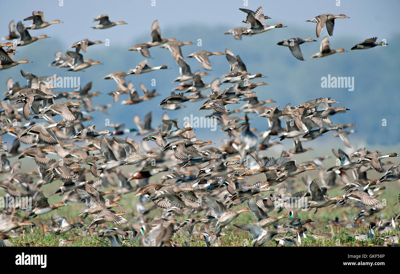 Das Bild der Schafherde mischen Wildenten im Keoladev Nationalpark, Bharatpur, Indien Stockfoto