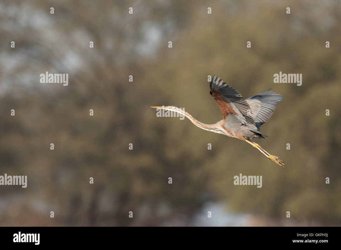 Lila Reiher im Flug Welt berühmten UNESCO Heritage Site Keoladeo Bird Sanctuary in Bharatpur Rajasthan Indien Stockfoto