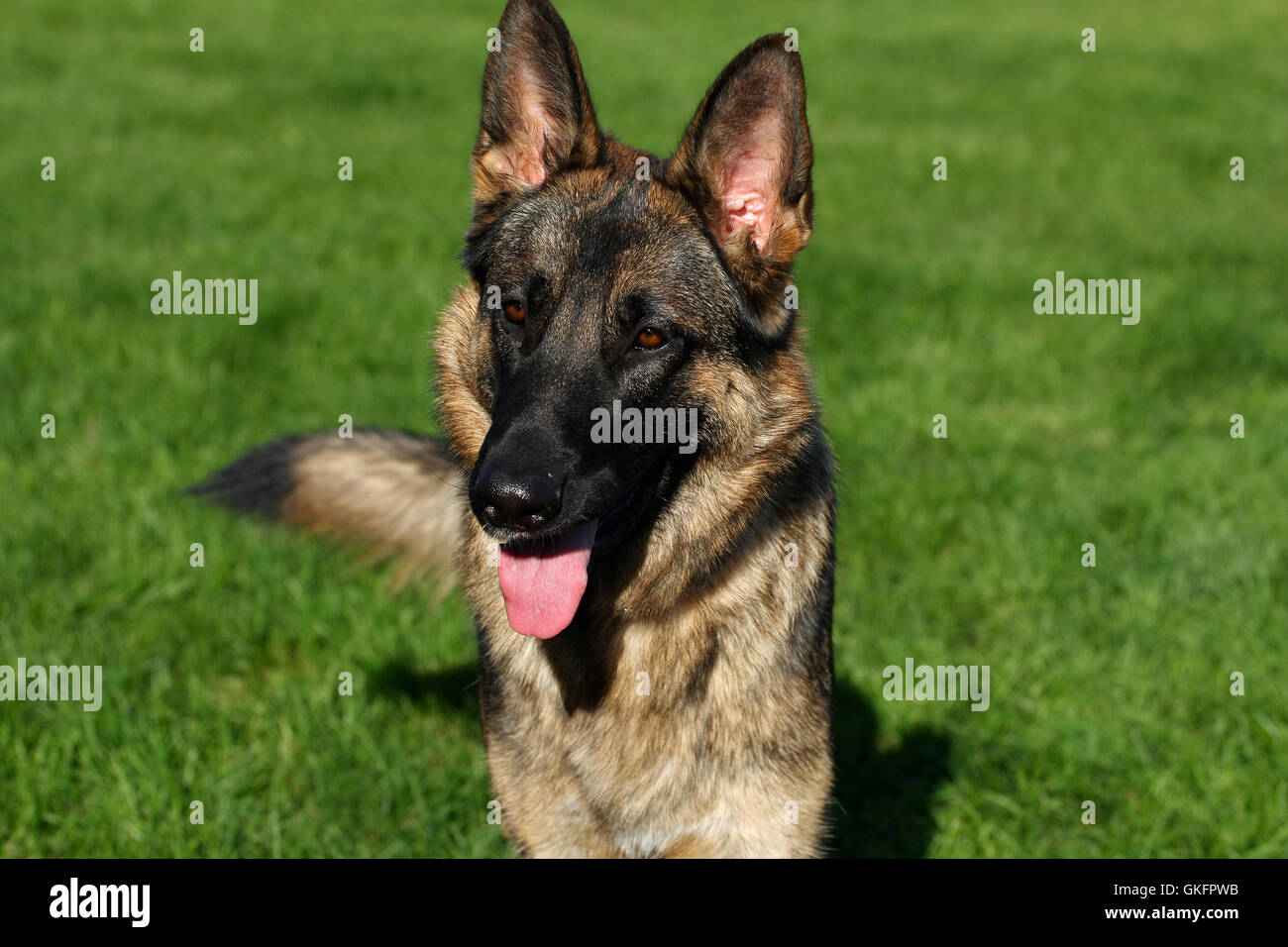 Deutscher Schäferhund Stockfoto