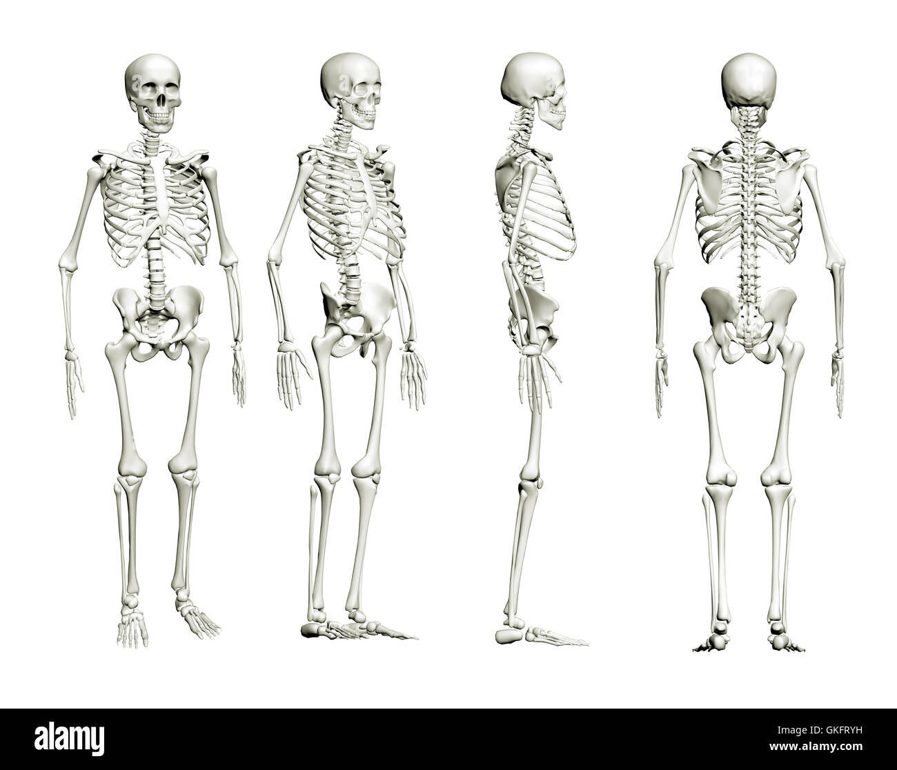 Menschliche skelettanatomie Ausgeschnittene Stockfotos und -bilder - Alamy