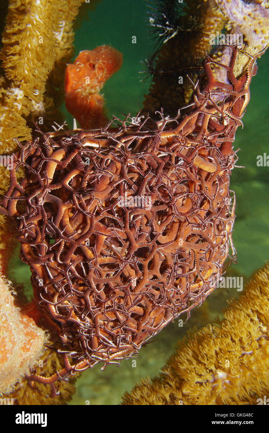 Ein Riesen Korb Stern, Astrophyton Muricatum, Unterwasser Leben im Meer, Karibik, Mexiko Stockfoto