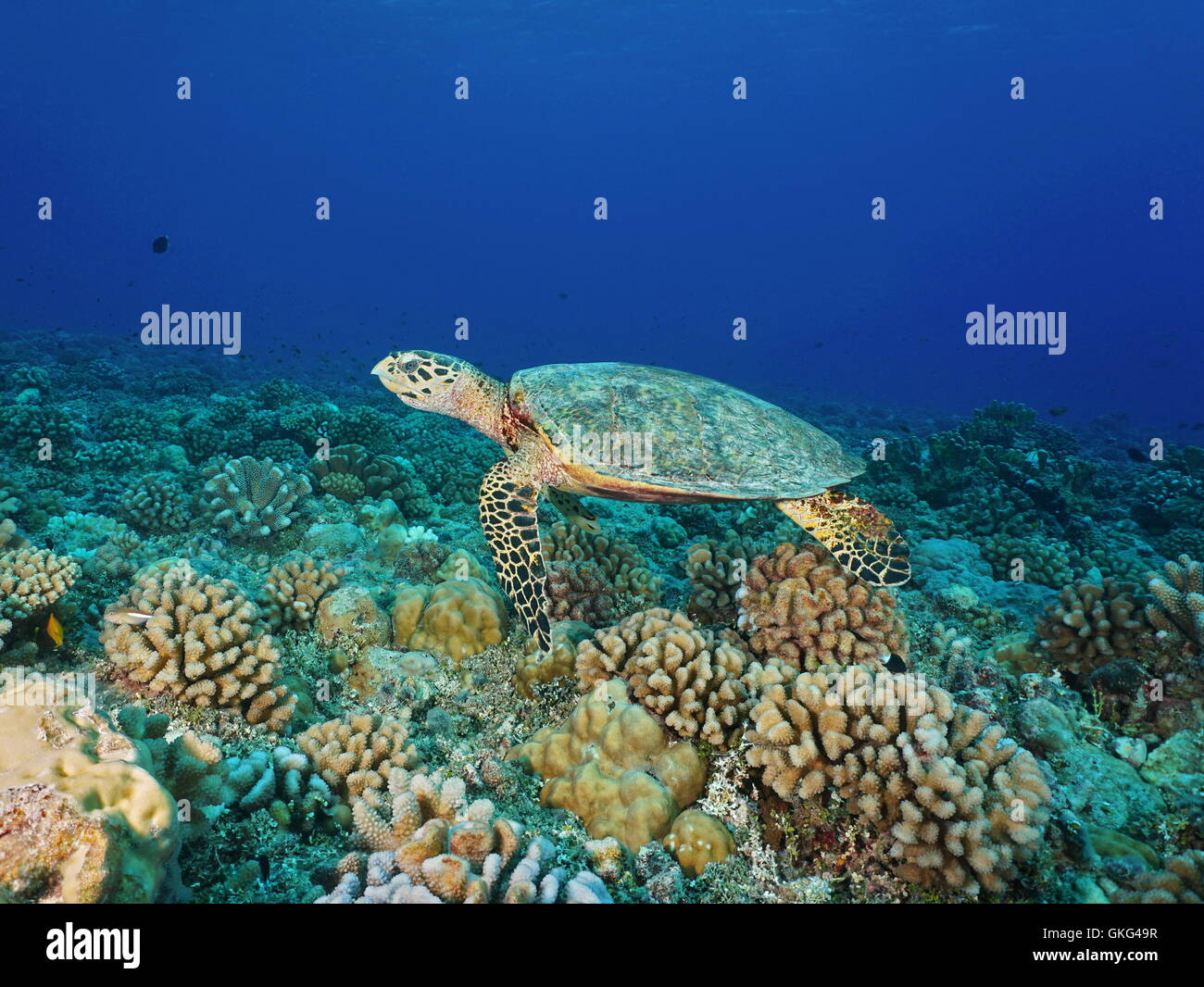 Eine echte Karettschildkröte, Eretmochelys Imbricata, Unterwasser auf einem Korallenriff, Pazifik, Tuamotu-Archipel, Französisch-Polynesien Stockfoto