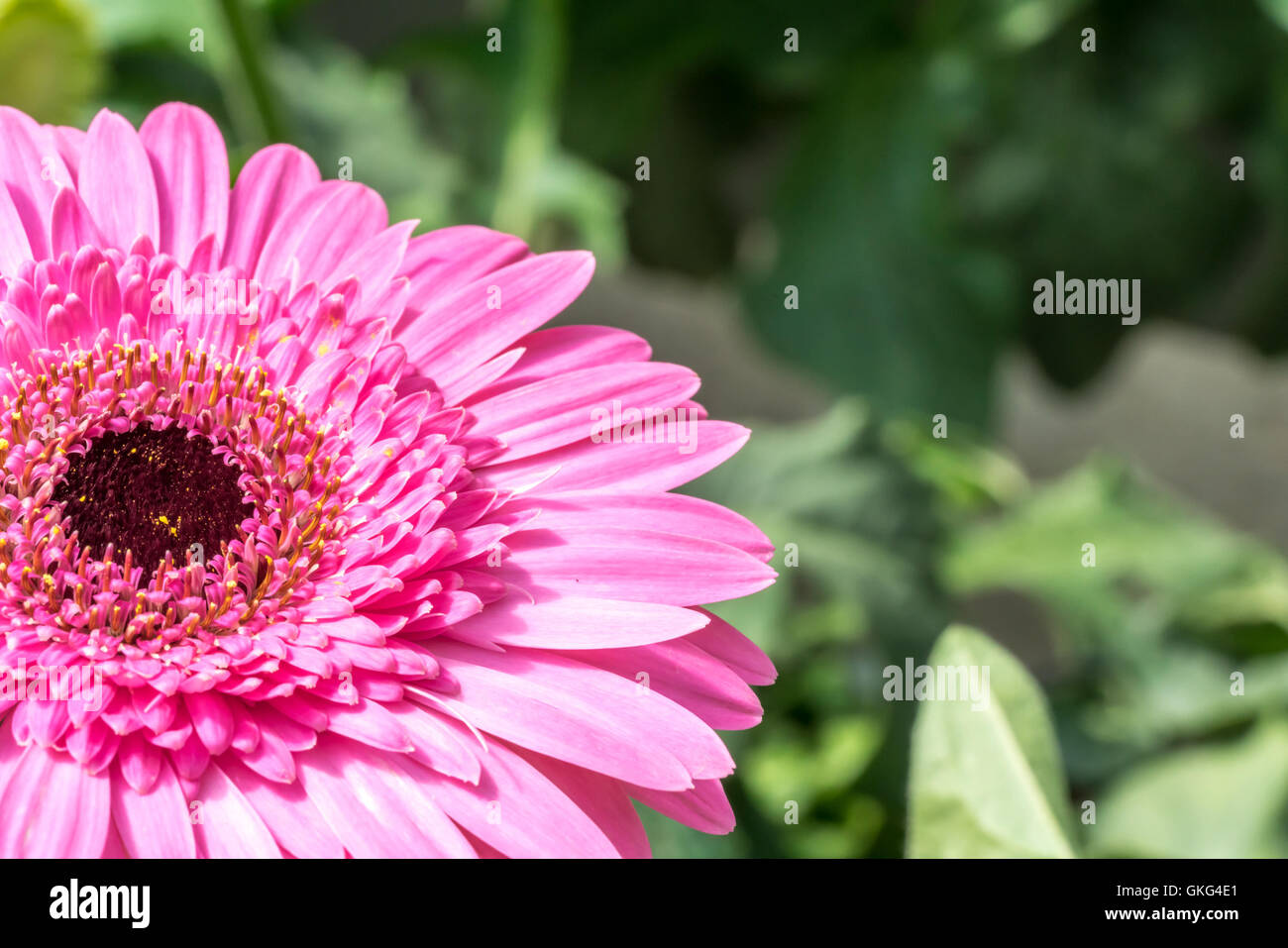 Gerber Daisy hautnah mit natürlichem Sonnenlicht. Stockfoto