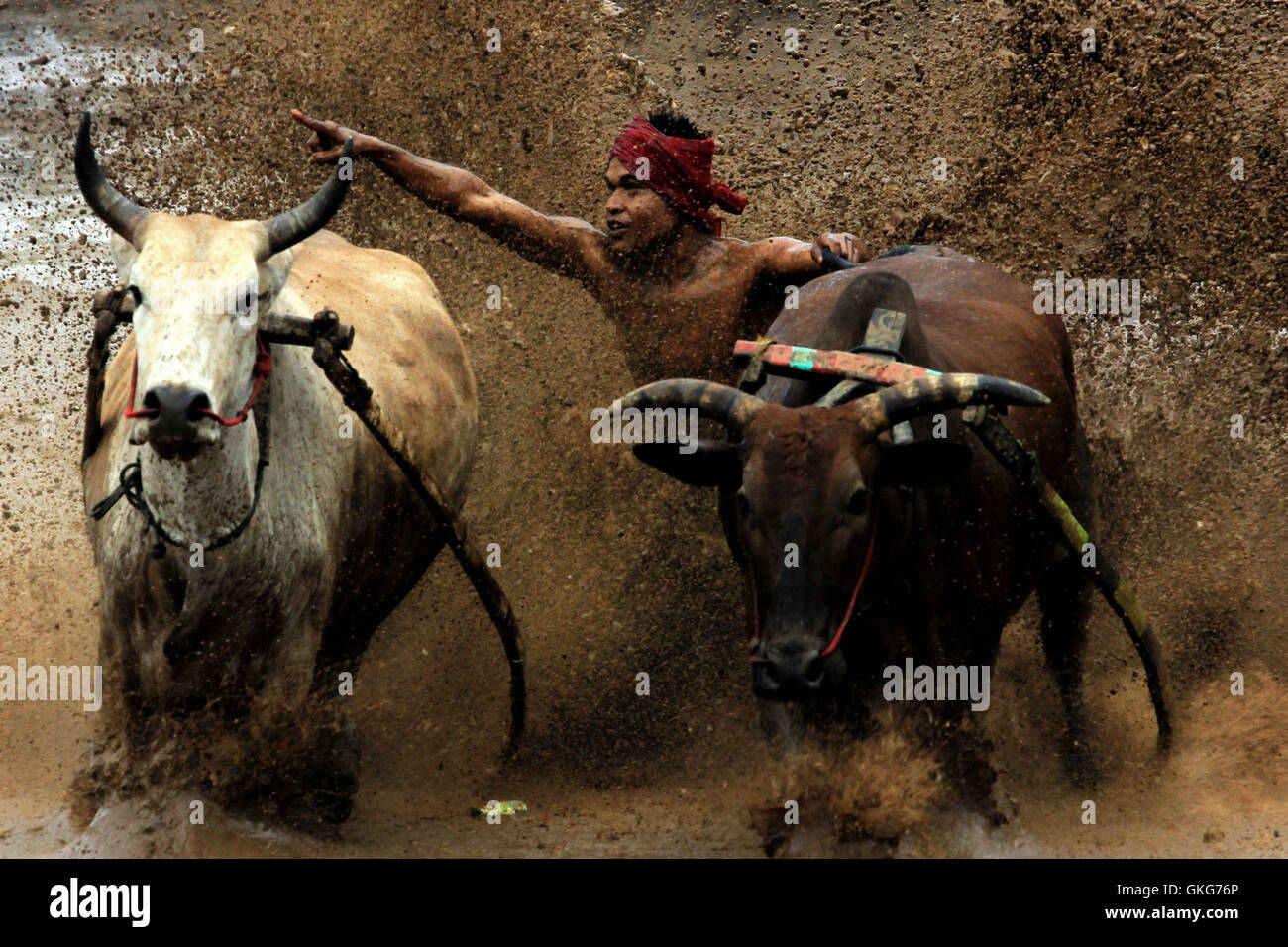 West-Sumatra, Indonesien. 20. August 2016. Ein Jockey spornt Kühe während des Pacu Jawi Kuh Traditionsrennen in Tanah Datar von West-Sumatra, Indonesien, 20. August 2016. Des Pacu Jawi (traditionelle Kuh Rennen) wird jährlich in schlammigen Reisfeldern bis zum Ende der Erntezeit Feiern statt. Bildnachweis: Amanda/Xinhua/Alamy Live-Nachrichten Stockfoto