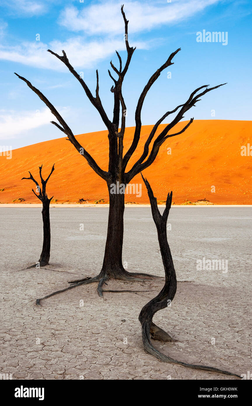 Bäume und roten Dünen im Dead Vlei, Sossuslvei, Namibia; Konzept für Reisen in Afrika Stockfoto