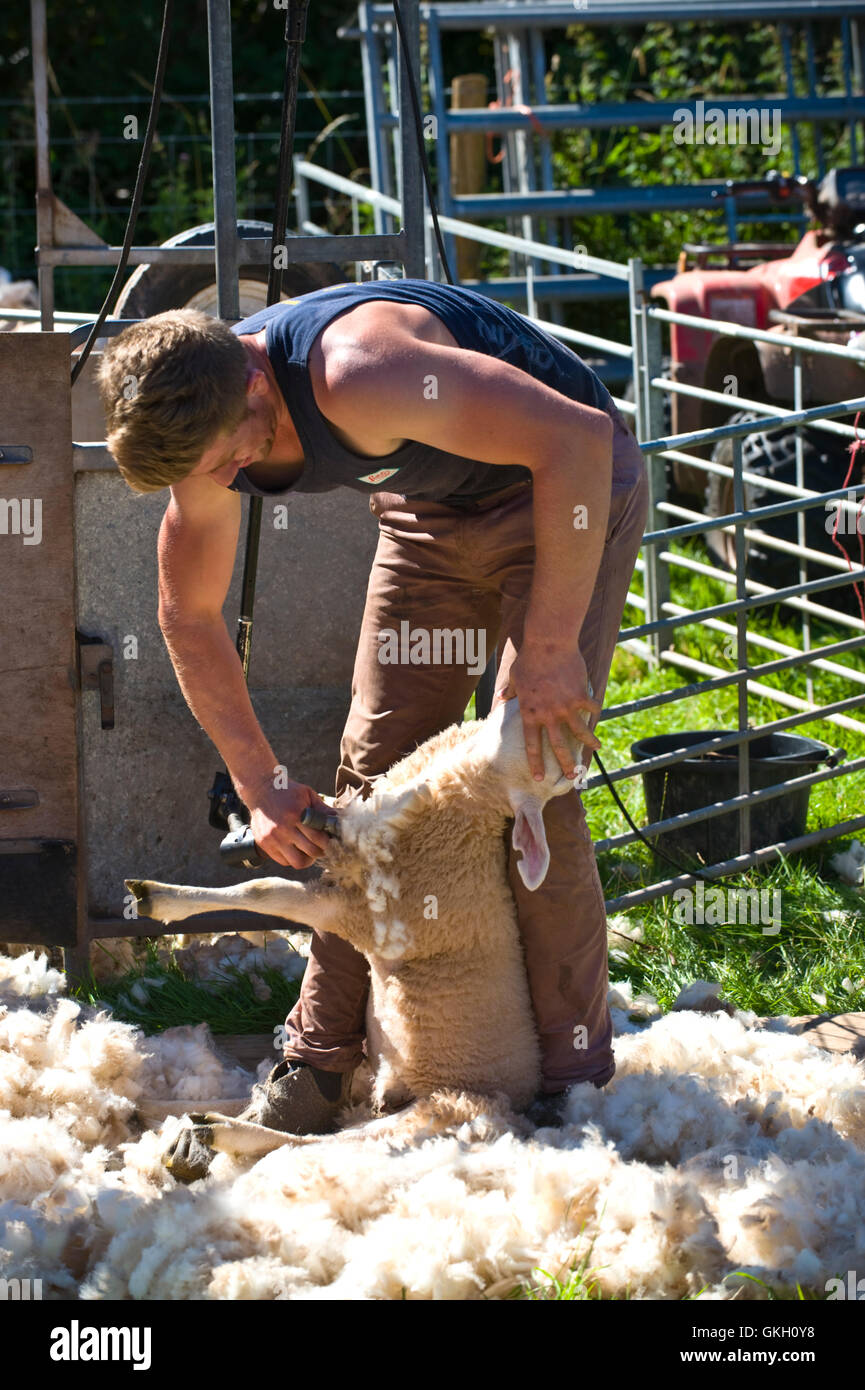 Schafschur auf Llanthony Show in der Nähe von Abergavenny Monmouthshire South Wales UK Stockfoto