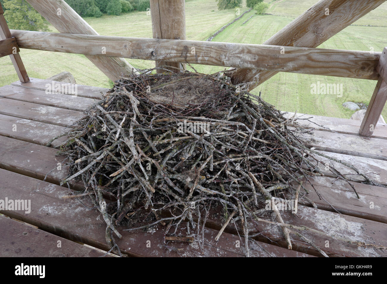 Raven (Corvus Corax) Nest in Soontagana Maalinn Wachturm, Grafschaft Pärnu, Estland Stockfoto