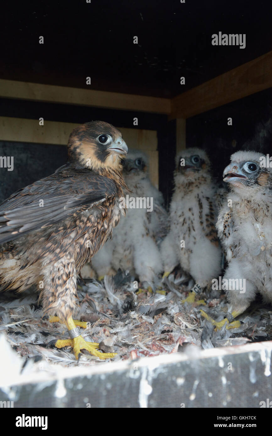 Ente Falken / Wanderfalken (Falco Peregrinus), nachkommen, Jungvögel unterschiedlichen Alters in eine Verschachtelung Hilfe zusammen sitzt. Stockfoto