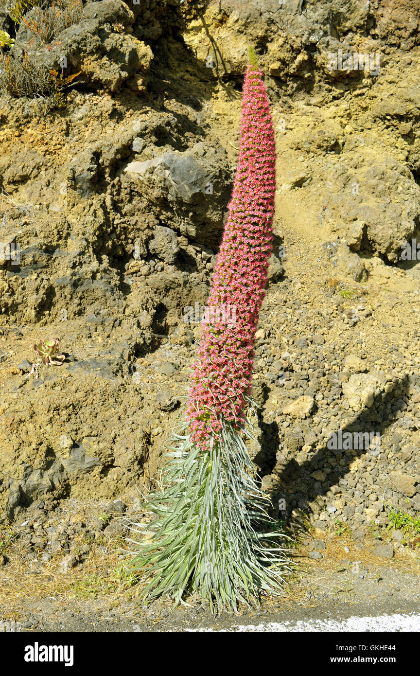 Teide Bugloss lateinischen Namen Echium wildpretii Stockfoto