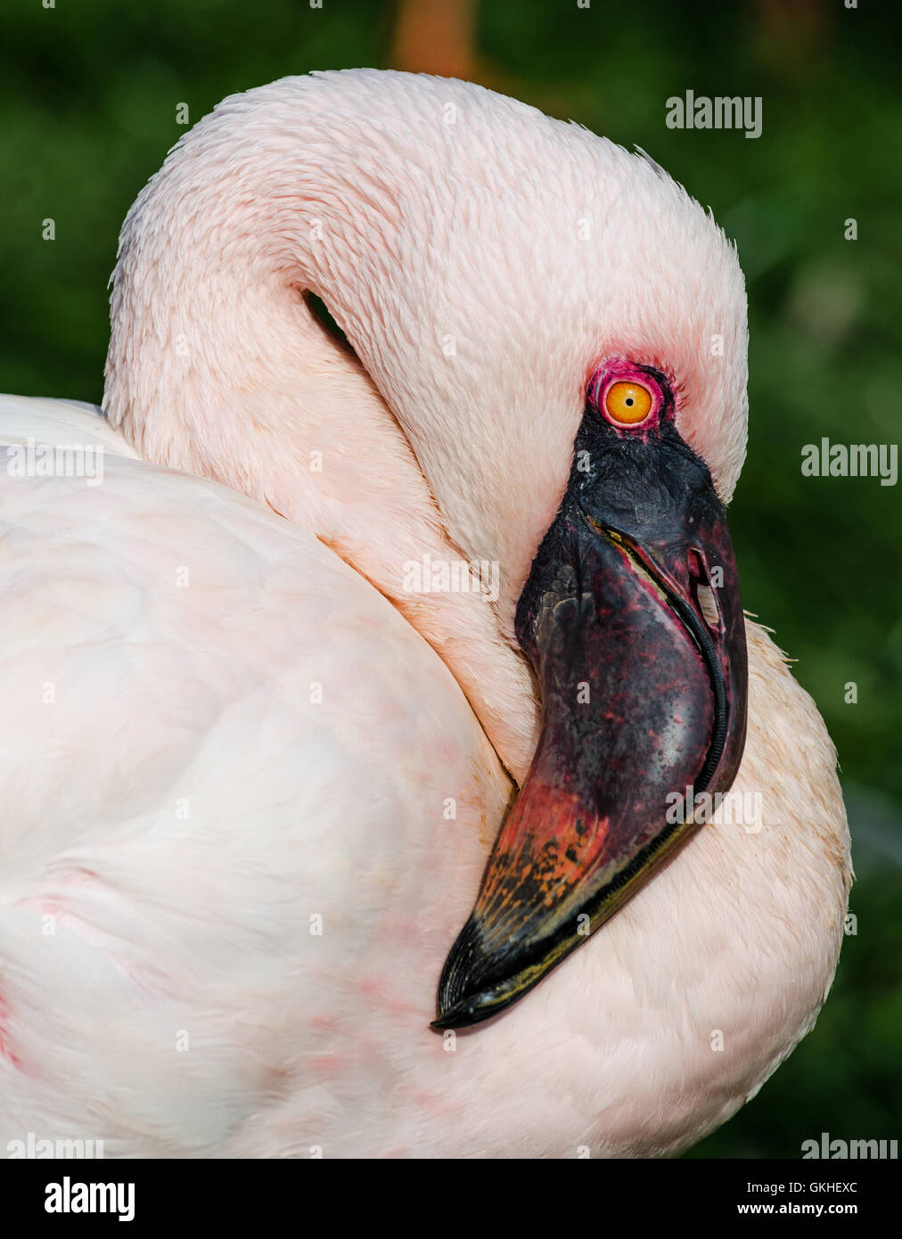 ein rosa Flamingo ruht während des Tages Stockfoto