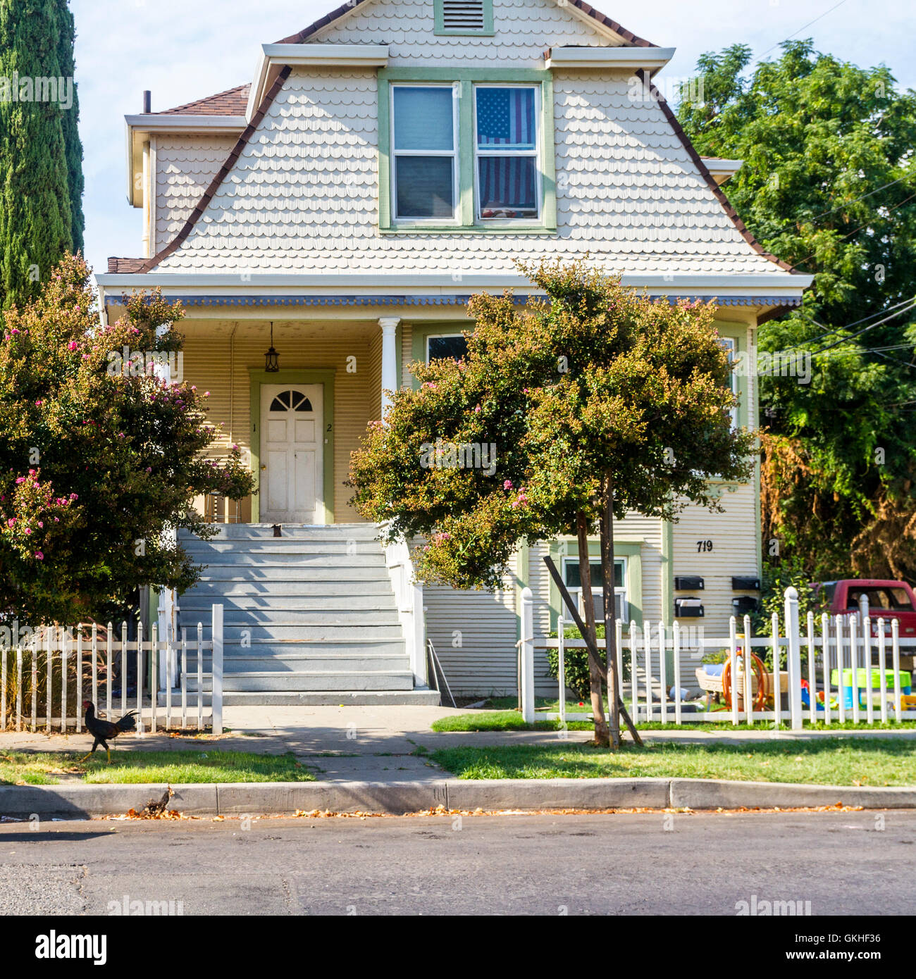 Ein Hahn heraus für einen Spaziergang in Marysville California am Zusammenfluss von Feather River und den Unterlauf Stockfoto