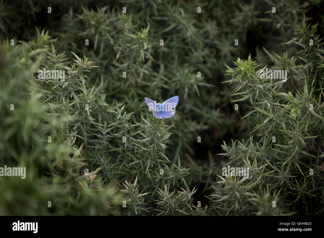 Männliche gemeinsame blaue Schmetterling Stockfoto