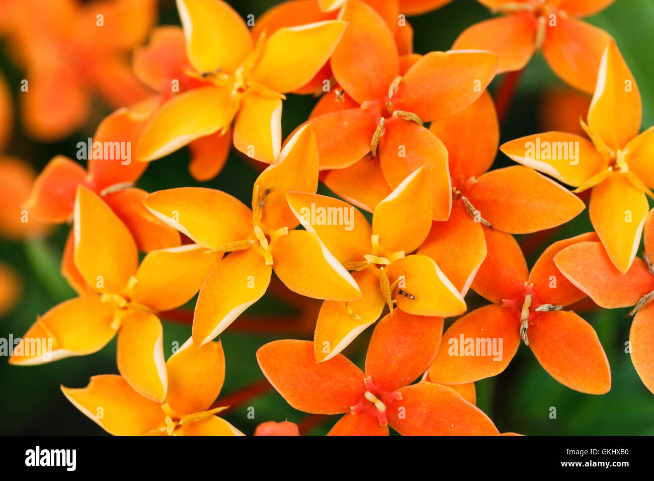 Nahaufnahme Foto aus einem Haufen von Ixora Blume in voller Blüte Stockfoto