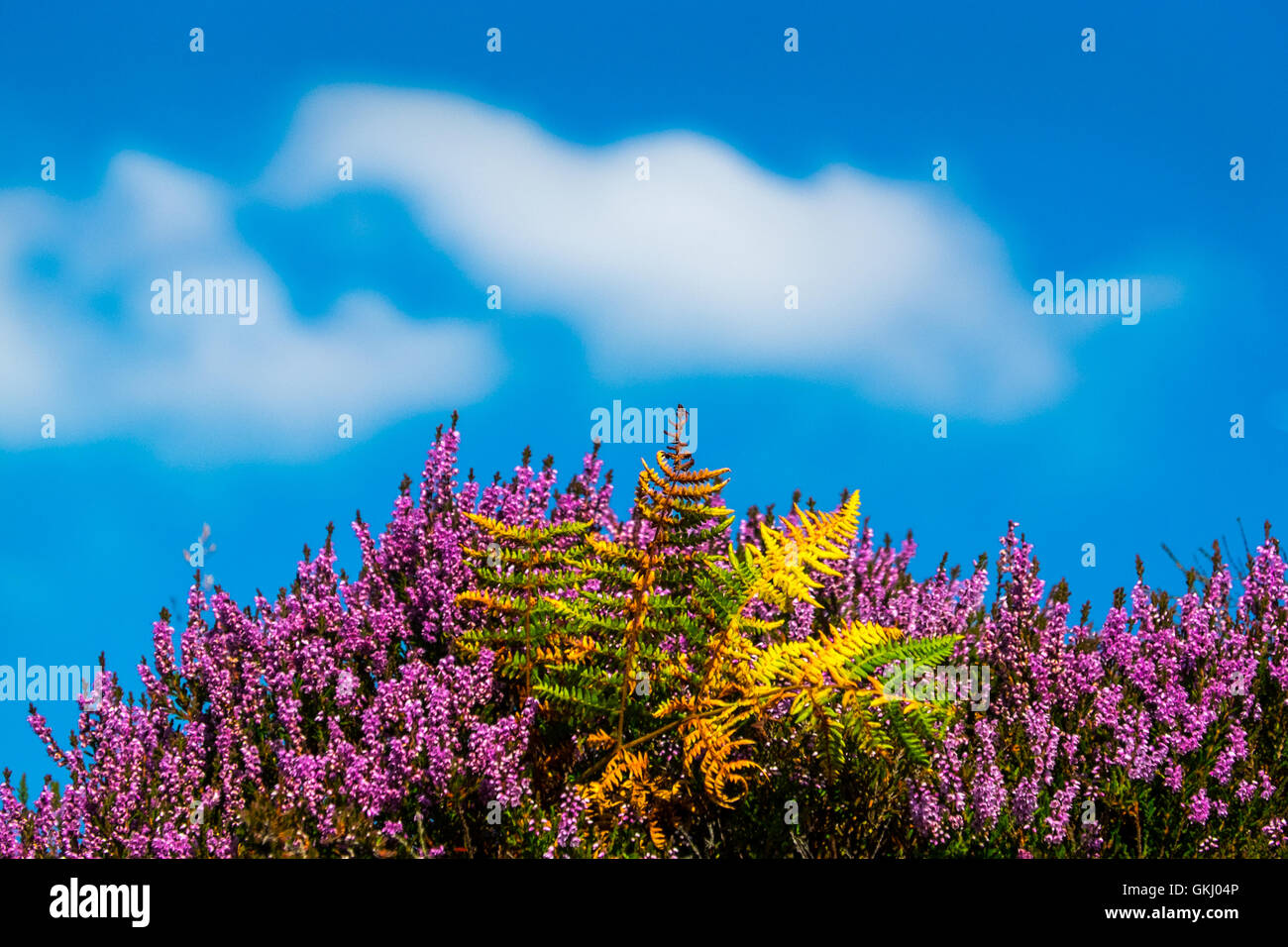 Lila Heidekraut und golden Bracken vor blauem Himmel, Derbyshire Peak District moorland Stockfoto