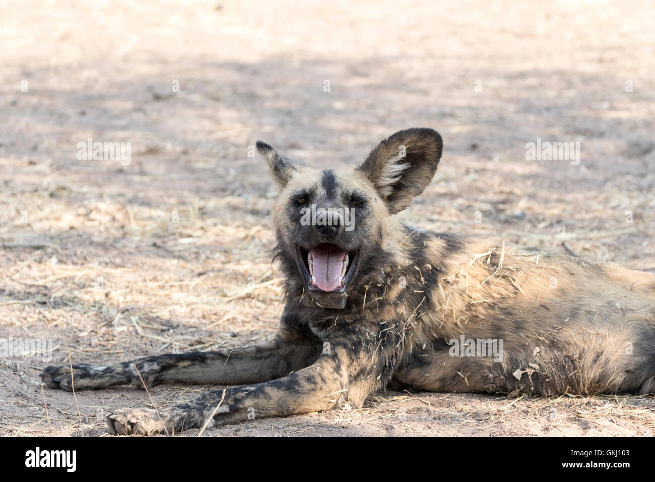 Afrikanischer Wildhund, Okonjima, Namibia Stockfoto