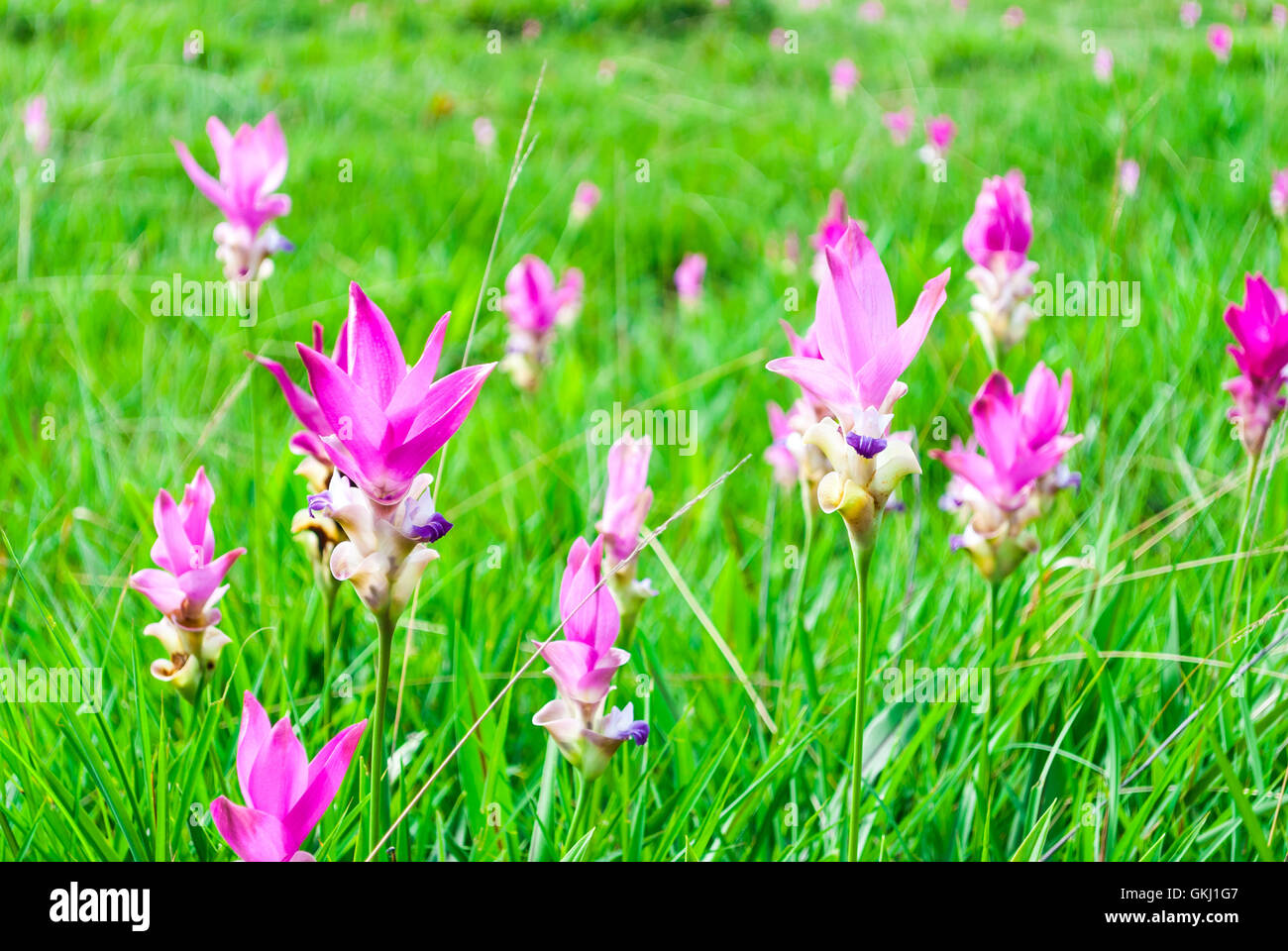 Nahaufnahme, Siam Tulpen blühen in Wiese rosa Stockfoto
