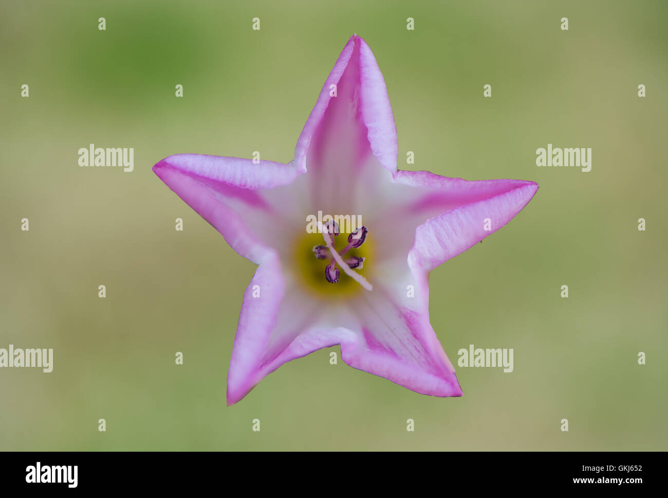 Feld Ackerwinde (Convolvulus Arvensis) isoliert. Sternförmige rosa und weiße Blume Pflanze und Unkraut in Familie Convolvulaceae Stockfoto