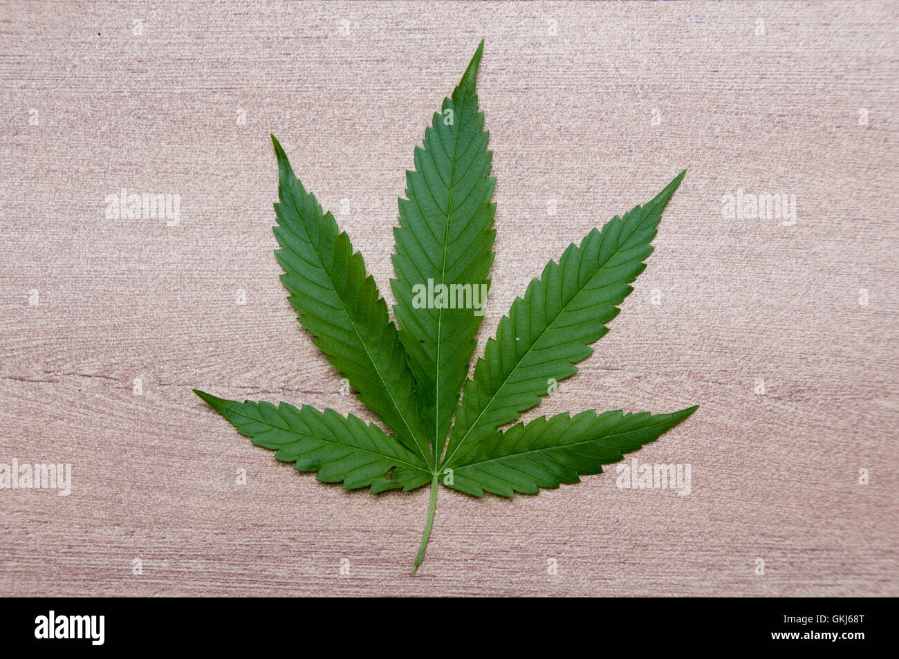 Marihuana blatt Close up: Klassische gefiederten Blatt Form der Cannabispflanze auf Holz Hintergrund Stockfoto