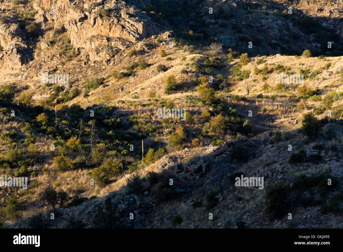 Sonnenlicht in der East Fork des Sabino Canyon in den Santa Catalina Mountains. Pusch Ridge Wilderness, Arizona Stockfoto