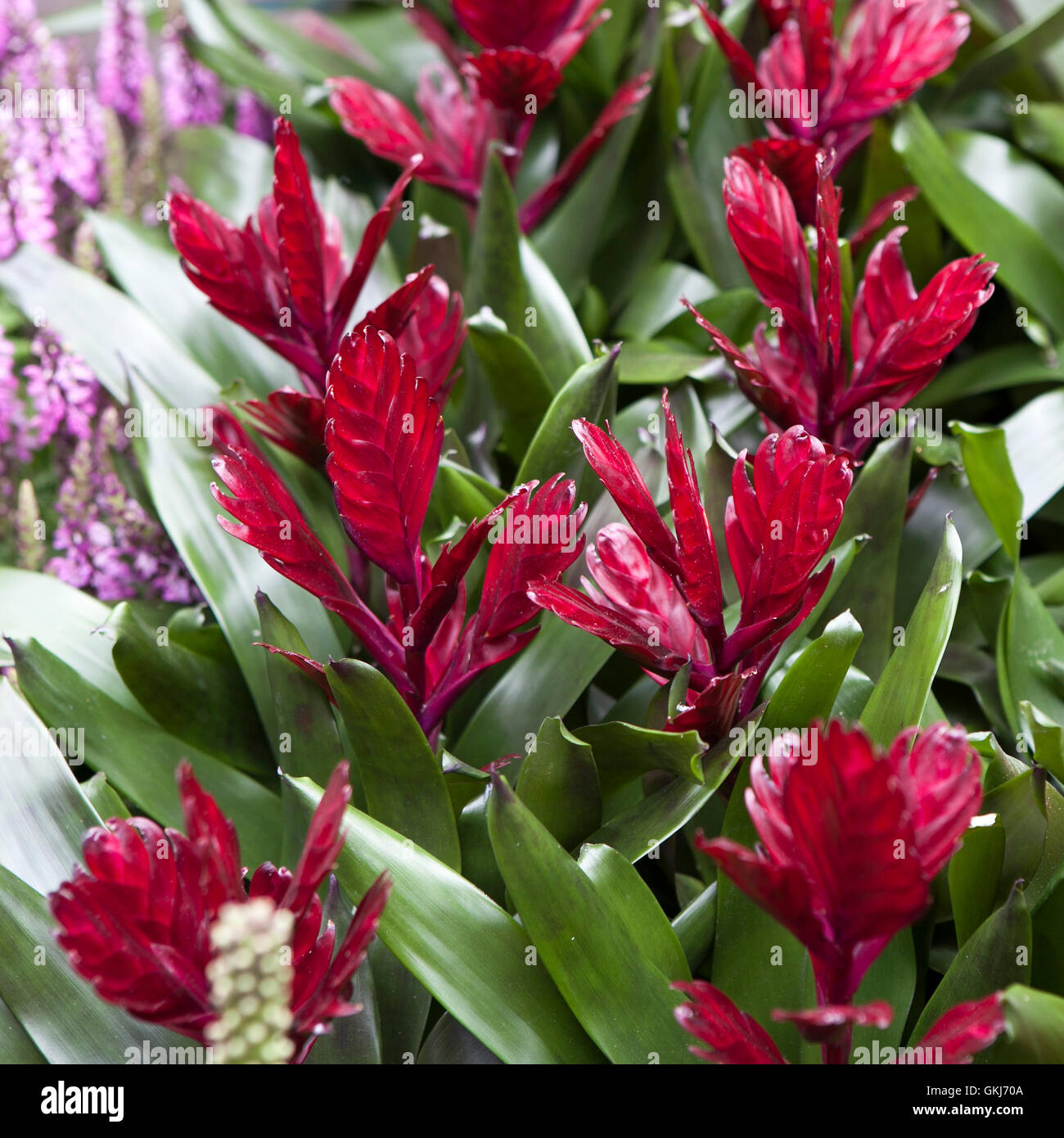 Billbergia Kyoto Bromelie Blte und Zierpflanzen. dekorative rote Farbe  eine blhende Pflanze Stockfotografie - Alamy