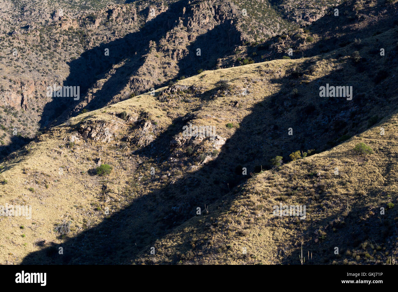 Lange Schatten in der East Fork von Sabino Canyon in den Santa Catalina Mountains. Pusch Ridge Wilderness, Arizona Stockfoto